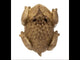 Redbarn Chew-A-Bulls Horned Toad Dental Chew For Dogs