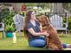 Wondercide Natural Lemongrass Flea & Tick Spray For Dog & Cats
