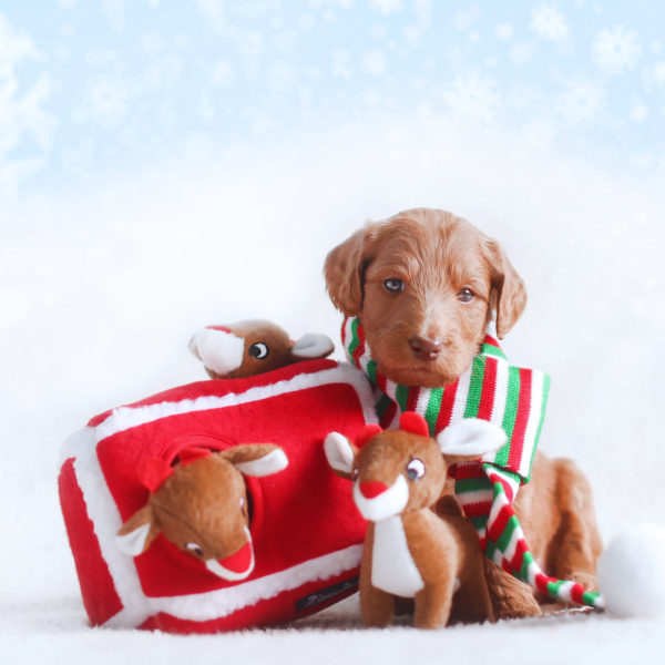 Zippy Paws Holiday Zippy Burrow Dog Toy, Reindeer Pen