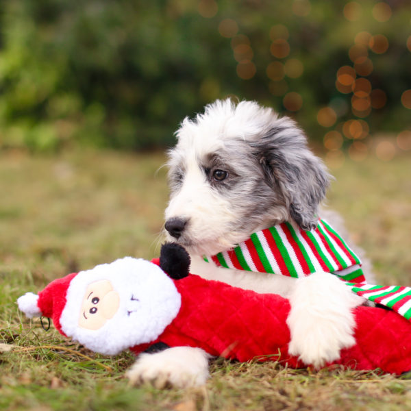 Zippy Paws Holiday Jigglerz Dog Toy, Santa