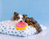 ZippyPaws Strawberry Donutz Plush Dog Toy