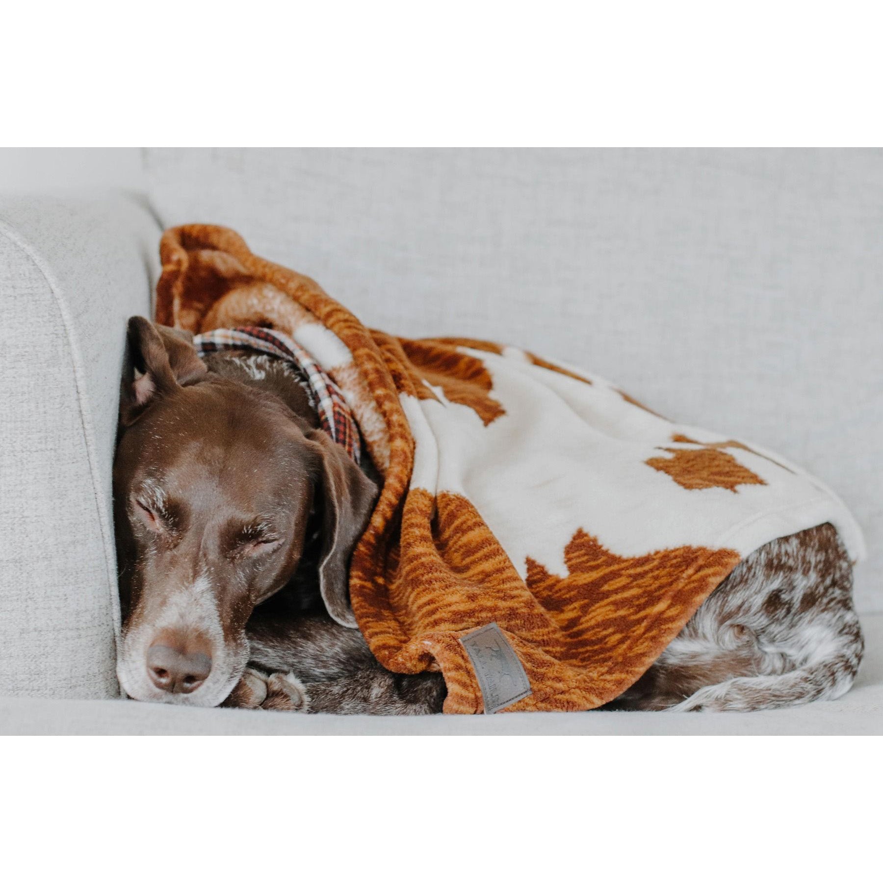 Tall Tails Cowhide Dog Blanket, 30x40